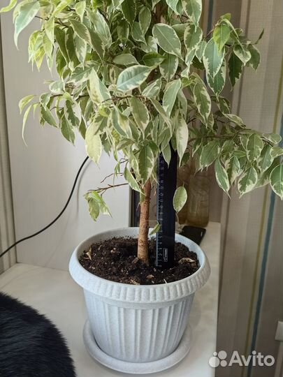 Фикус бенджамина
