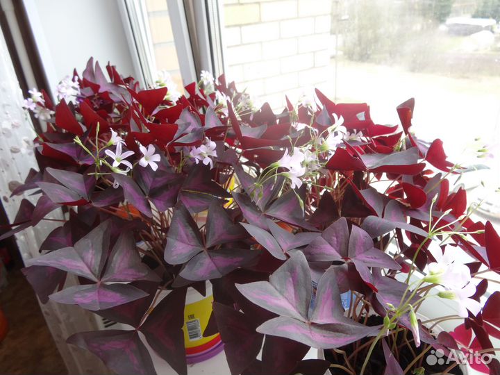 Цветок кислица (оксалис)