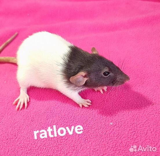 Крысята дамбо девочки питомник