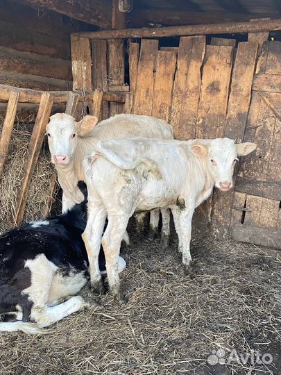 Телята