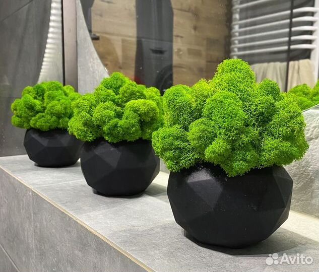 Кашпо гипсовое со мхом