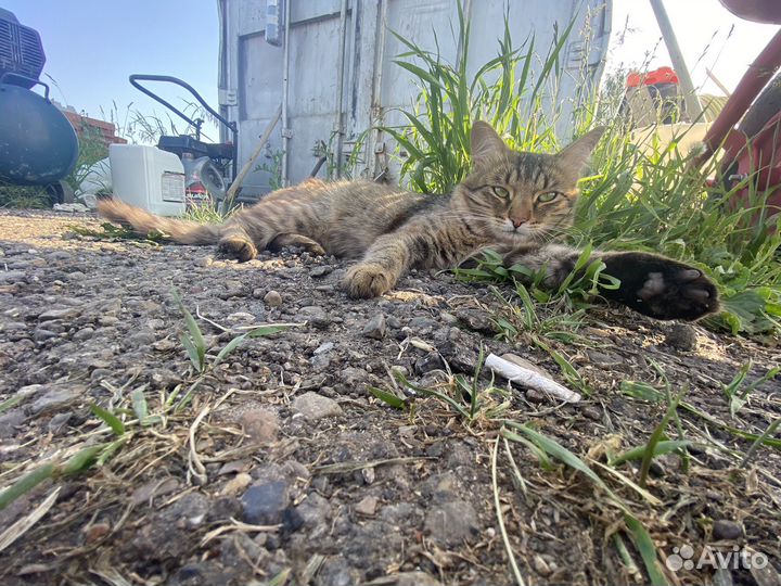 Отдам кота в добрые руки Казань