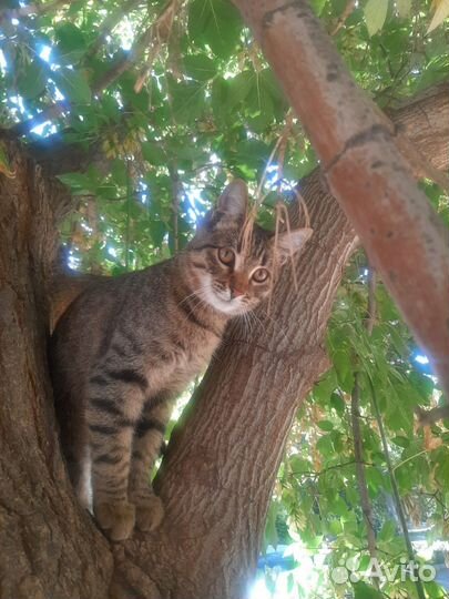 Кошка в добрые руки