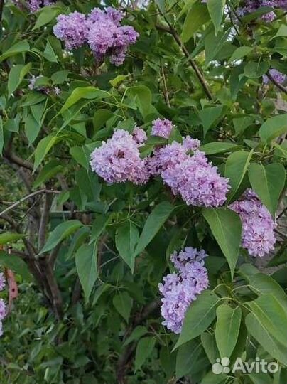 Сирень махровая розовая