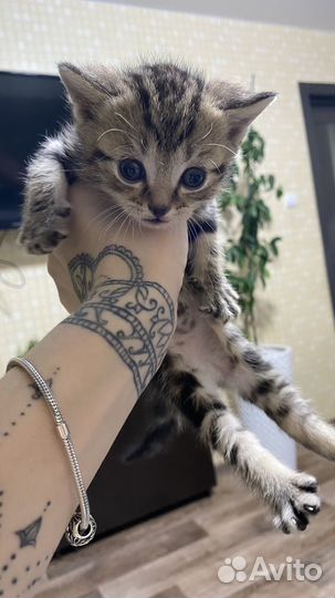 Британские котята