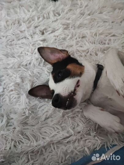 Передержка животных на время отпуска