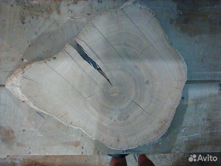 Корень дуба, спил