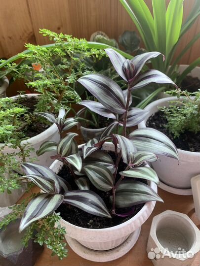 Традесканция зебрина