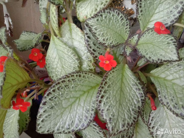 Эписция Silver sheen (Серебряное сияние)