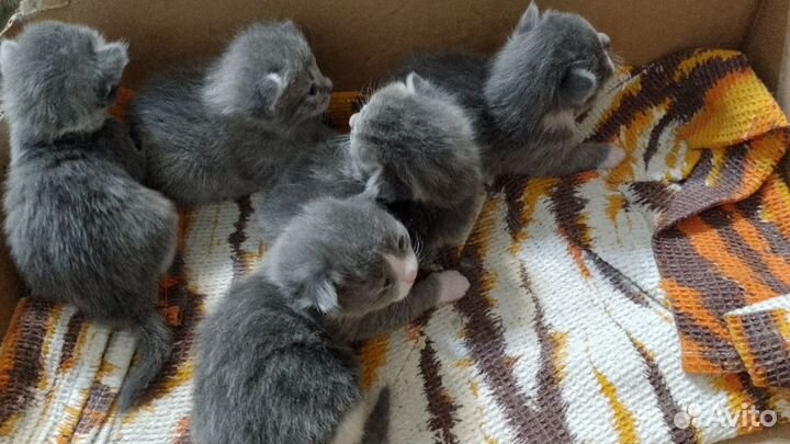 Кошка в дар бесплатно