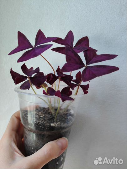 Кислица фиолетовая и зелёная