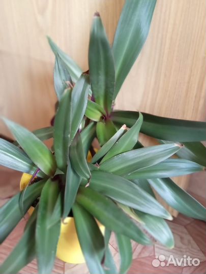 Комнатные цветы фуксия и другие