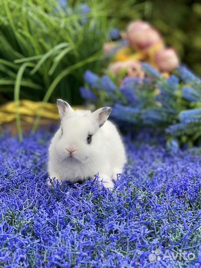 Мини кролики