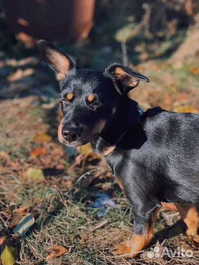 Собака в добрые руки той-терьер