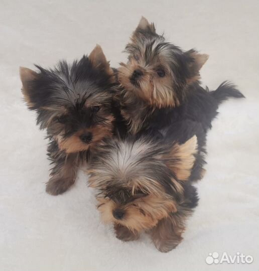 Йоркширский терьер мини беби фейс щенки
