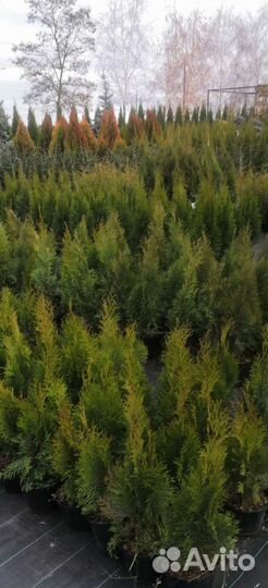 Туя смарагд