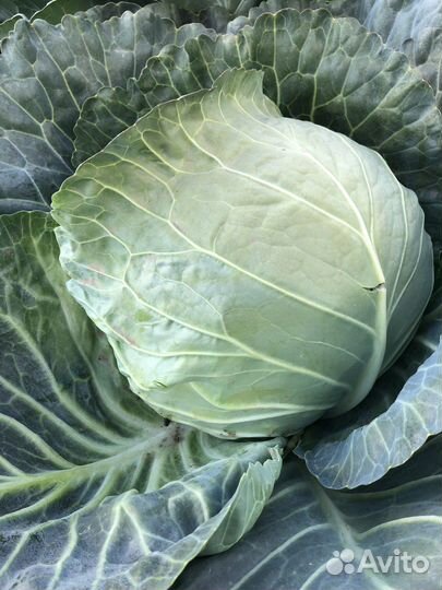 Медора капуста