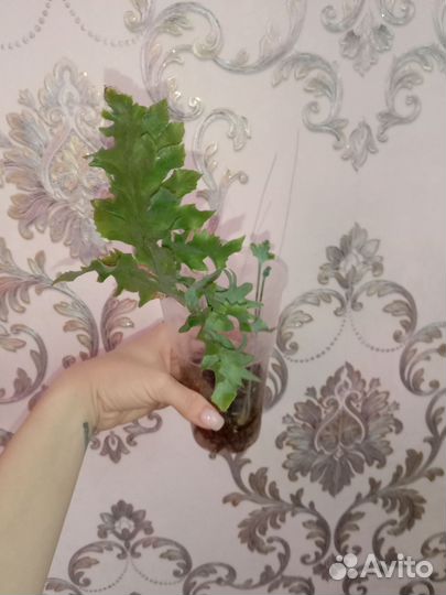 Папоротник флебодиум давана