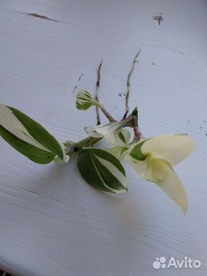 Белолистная традесканция