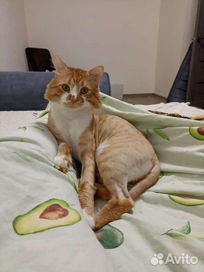 Стрижка собак и кошек