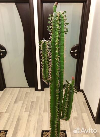 Кактус Новые