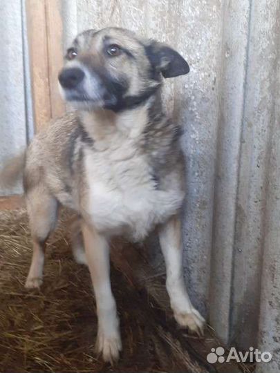 Собака стерилизованная девочка в добрые руки