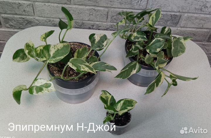 Эпипремнумы сортовые