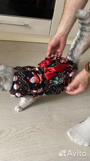 Одежда для кошек