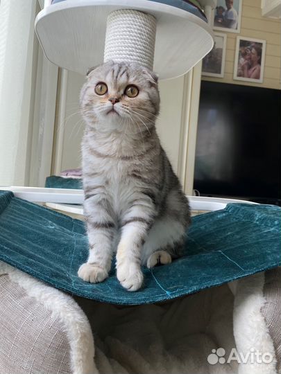 Шотландская