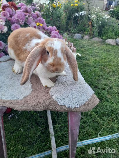 Кролики,коза дойная и козочка 75нубийка