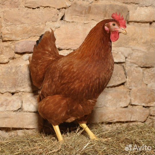 Куры яичные Хайсекс