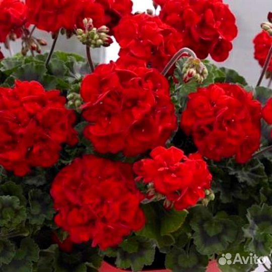 Пеларгония герань сортовая