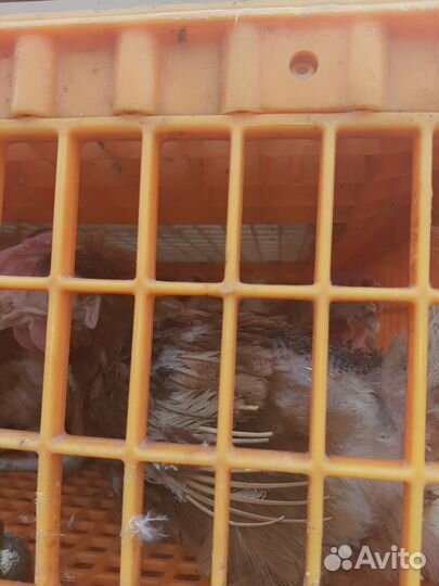 Куры несушки