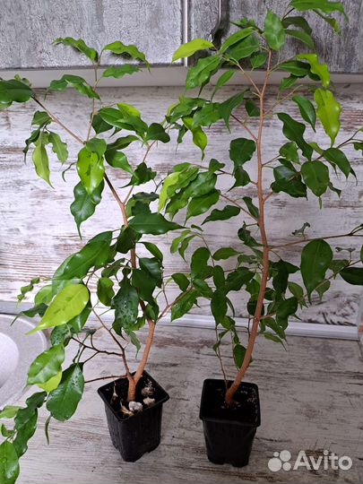 Комнатные растения