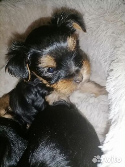 Йоркширский терьер