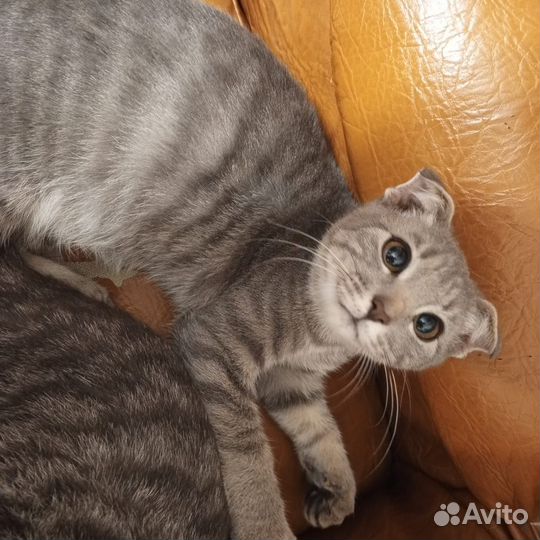 Кошки в дар