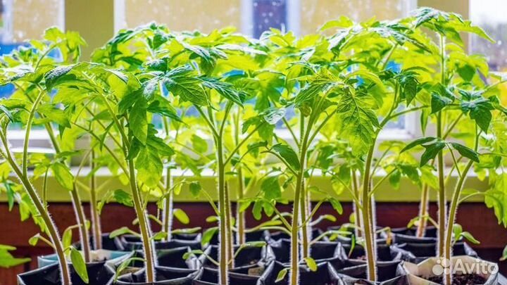 Рассада огурцов и помидор в ассортименте