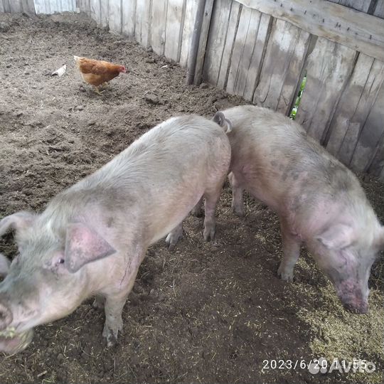 Продам хряка