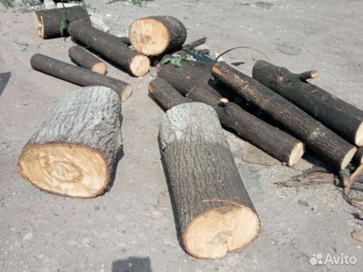 Слэб дерева и спилы липа берёза карагач тополь