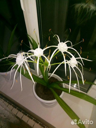 Гименокаллис, спатифиллум, гиппеаструм, суккуленты