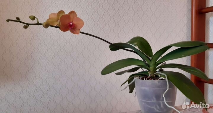 Орхидея фаленопсис