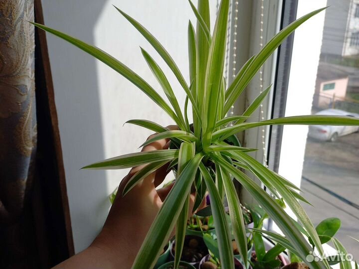 Хлорофитум