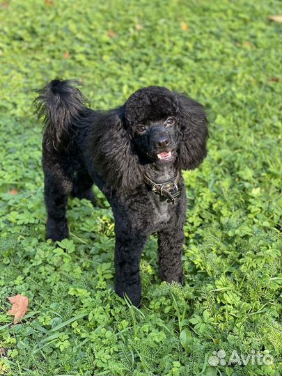 Кобель пуделя для вязки