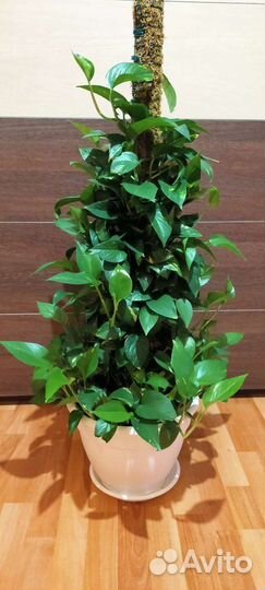 Сциндапсус