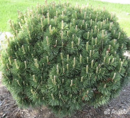Сосна горная мугус саженцы купить в Тюмени | Товары для дома и дачи | Авито