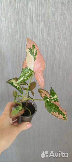 Сингониум ред спот триколор