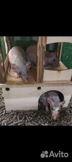 Джунгарский хомяк, крыса