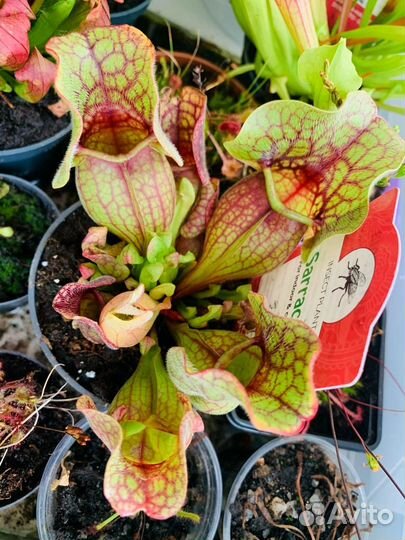 Семена. Венерина мухоловка. Саррацения