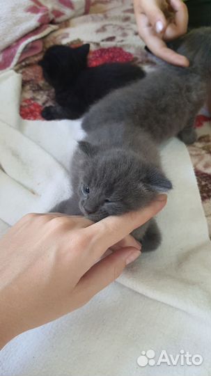 Котята британцы