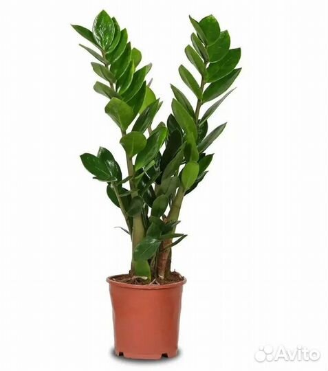 Замиокулькас долларовое дерево